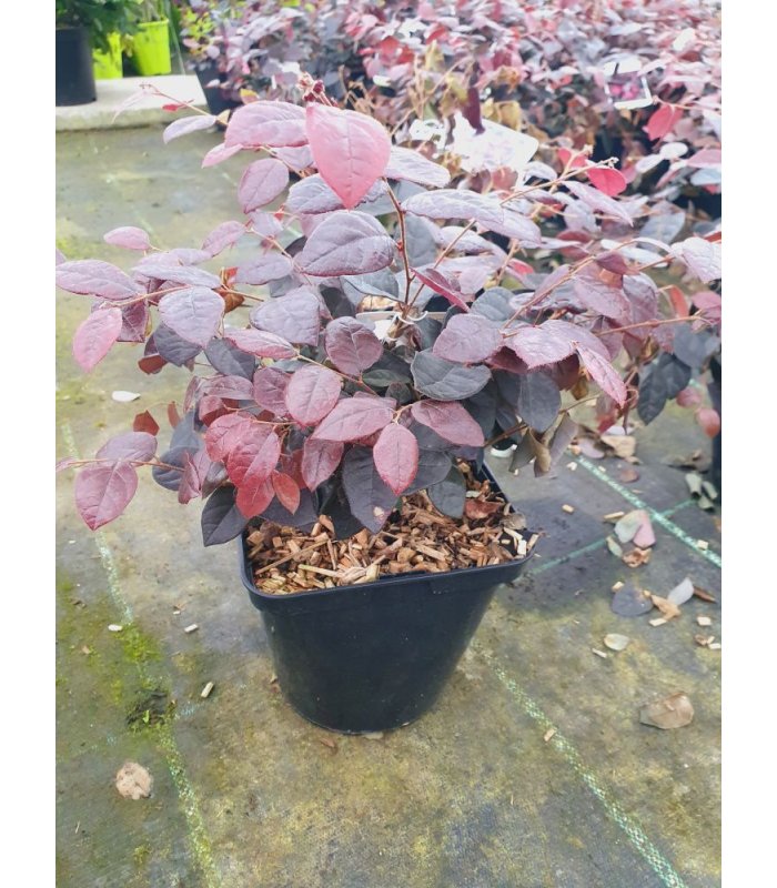 Loropetalum Chinensis ‘Fire dance’ (Rose)/4 litres