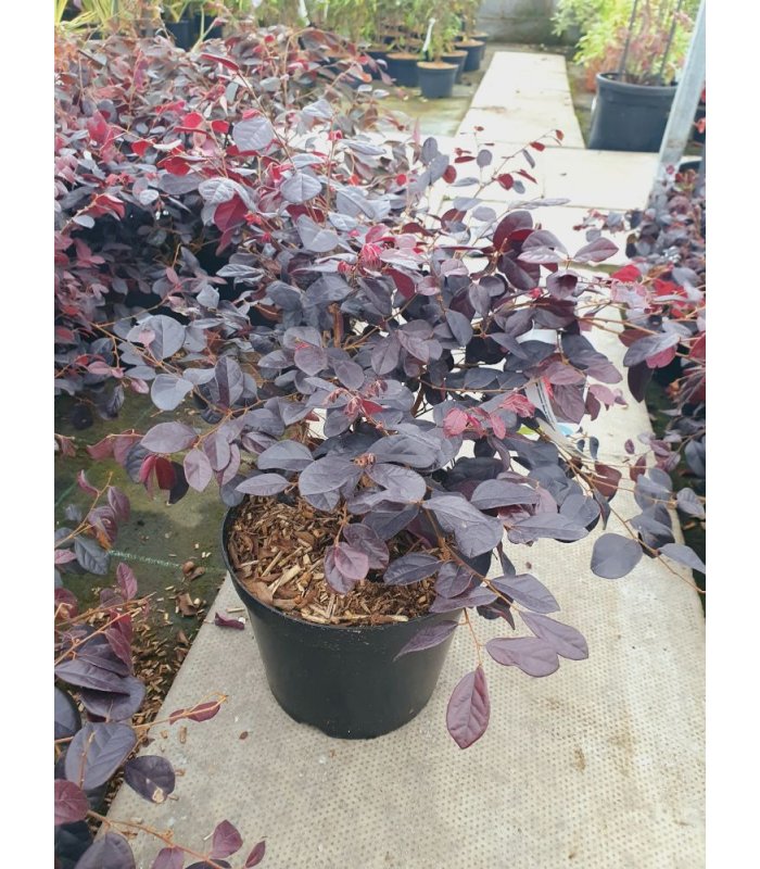 Loropetalum Chinensis’ Black pearl’(Rose)/7.5 litres
