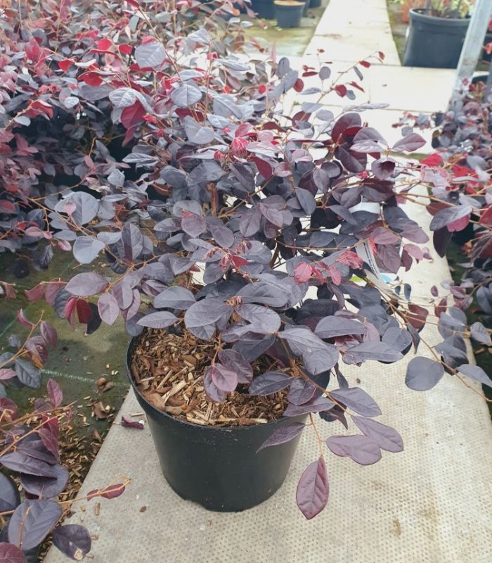 Loropetalum Chinensis’ Black pearl’(Rose)/7.5 litres