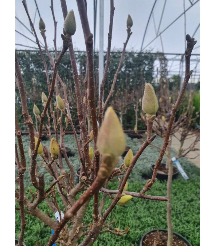 Magnolia Soulangeana/35 litres/Half Standard