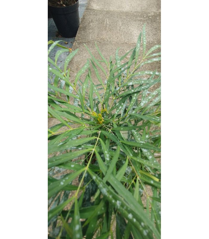 Mahonia Eurybracteata' Soft Caress', 3 liter shrub