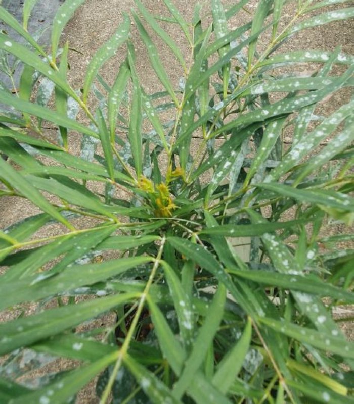 Mahonia Eurybracteata' Soft Caress', 3 liter shrub