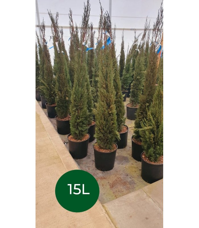 Cupressus Sempervirens Pyramidalis 15 litres/25 litres/35 litres/55 litres