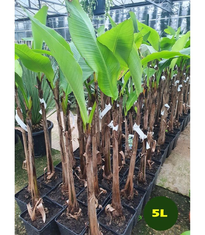 Musa basjoo 5 litres/12 litres