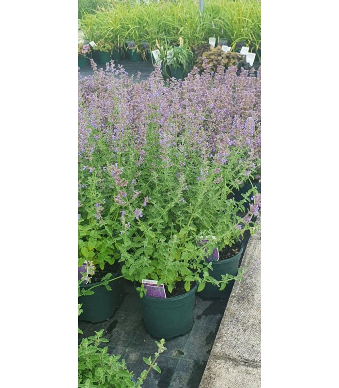 Nepeta 'Six Hills Giant'