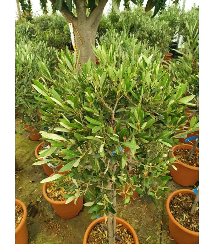 Europaea (Olivi) Fragmento/ 9 litres/Mini Standard