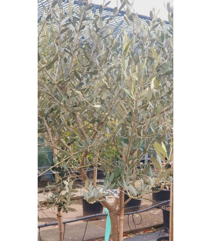 Olea Europea Leccino/15 litres/Half Standard