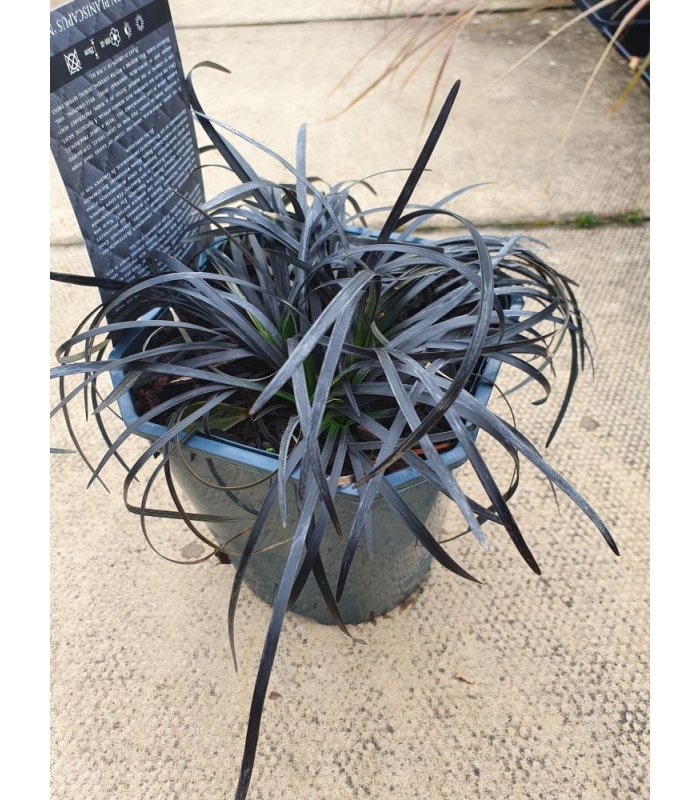 Ophiopogon Nigrescens