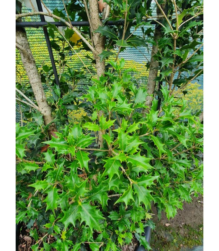 Osmanthus Ilicifolius(Heterophyllus.)/60 litres
