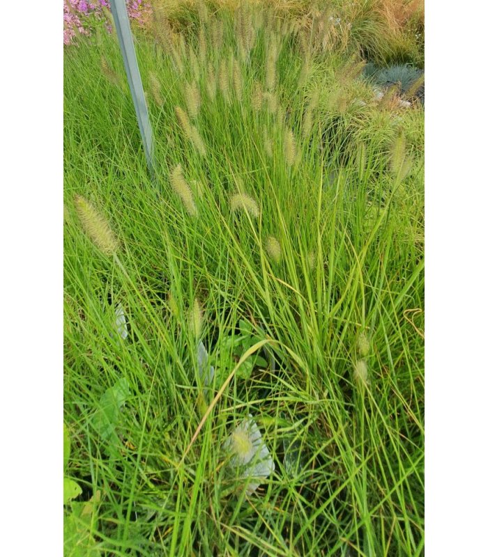 Pennisetum 'Hameln' fountain grass