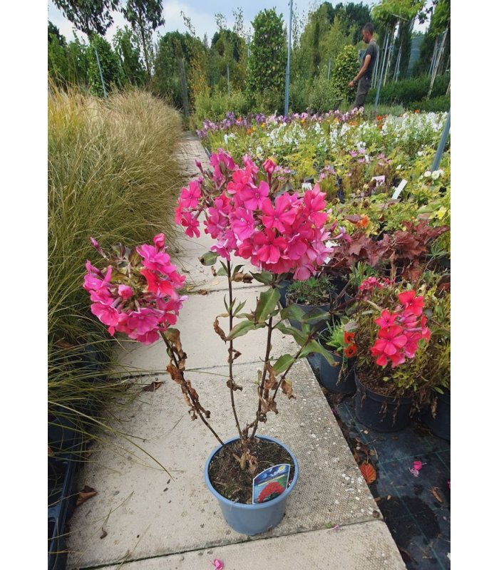 Phlox pan 'Starfire'