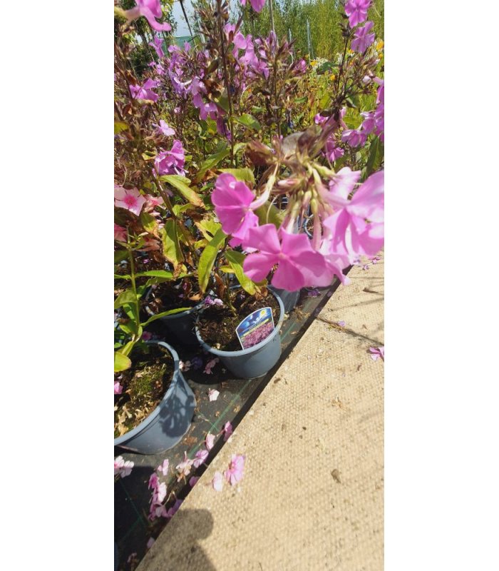 Phlox pan 'Blue Paradise'
