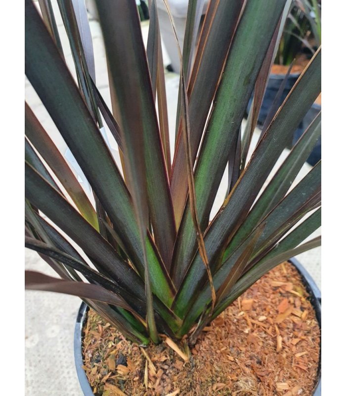 Phormium Platt's Black/3 litres