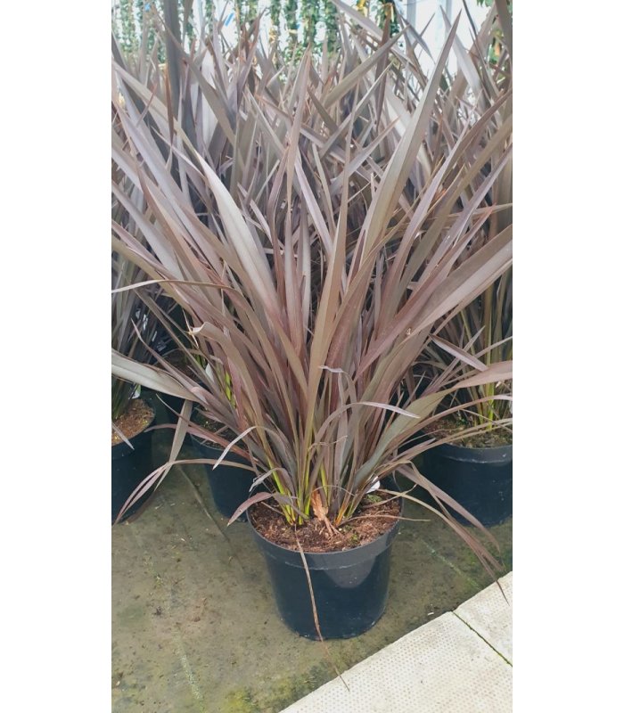 Phormium Tenax Bronze Baby/7.5 litres