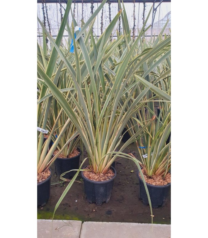 Phormium Tenax Variegatum /10 litres