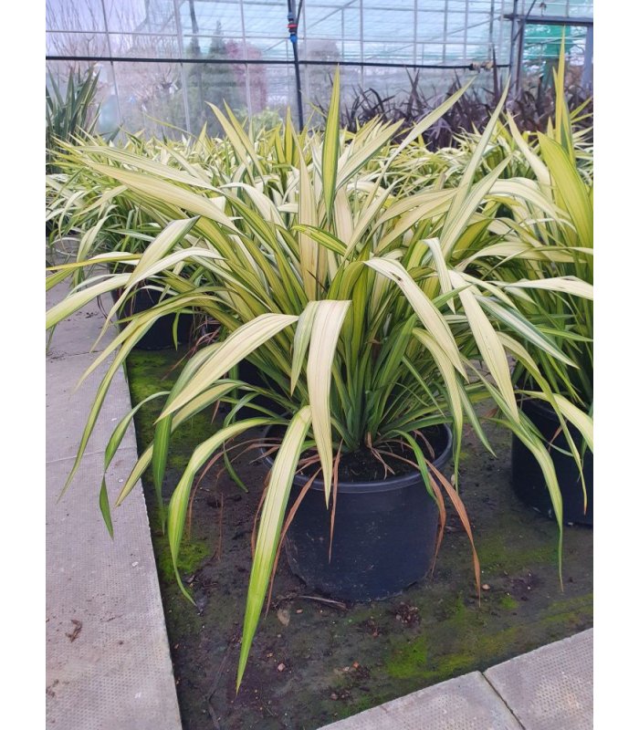 Phormium ’Yellow Wave’ (New Zealand Flax)/25 litres