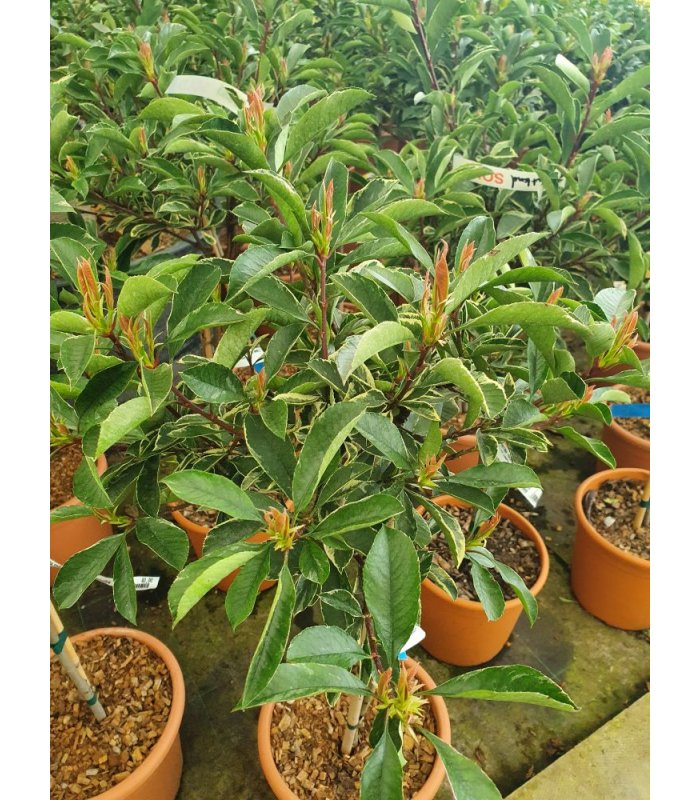 Photinia Fraseri Pink Marble(R)/9 litres/Mini Standard