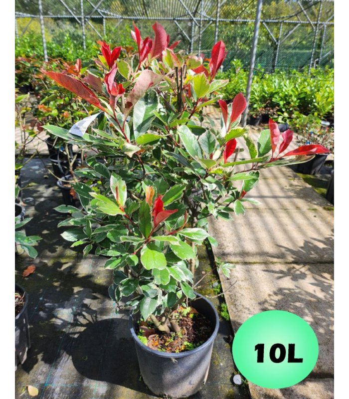 Photinia Fraseri Pink Marble/5 litres/10 litres