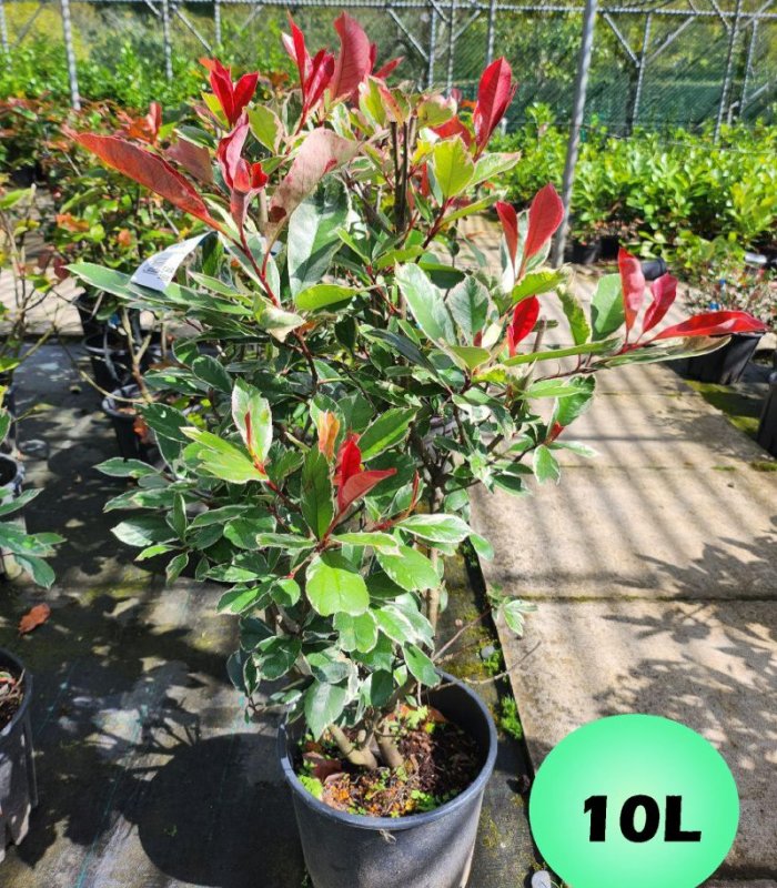 Photinia Fraseri Pink Marble/5 litres/10 litres