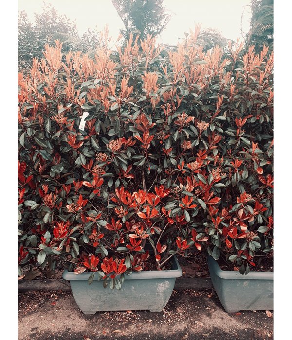  Photinia Serrulata Red Robin/80 litres