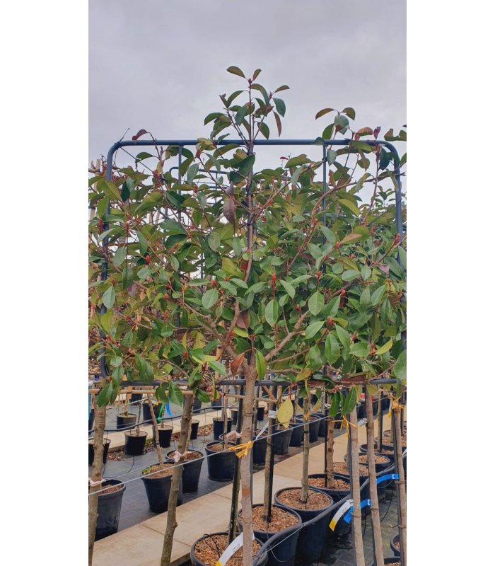 Photinia Serrulata Red Robin/Pleached/30 litres