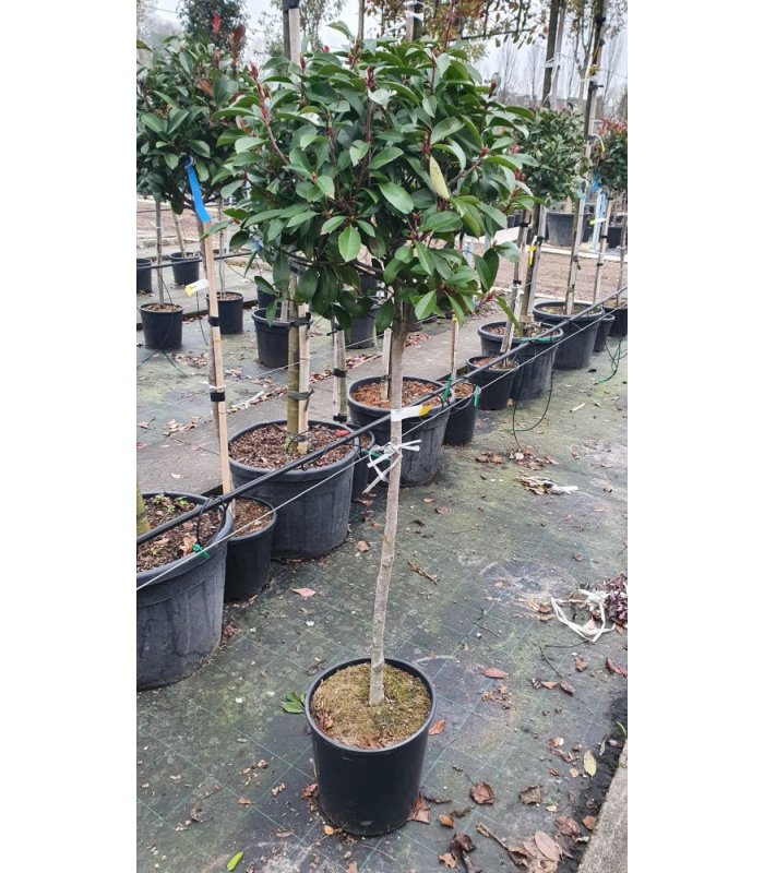 Photinia Serrulata Red Robin/18 litres/Half Standard