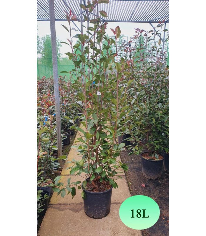 Photinia Serrulata Red Robin/18 litres/55 litres