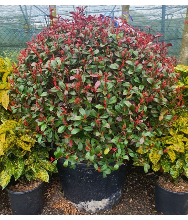 Photinia X Fraseri Carre Rouge Ball/110 litres/100/120 cm