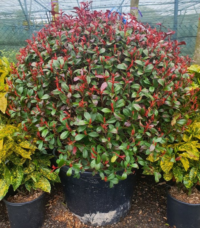 Photinia X Fraseri Carre Rouge Ball/110 litres/100/120 cm