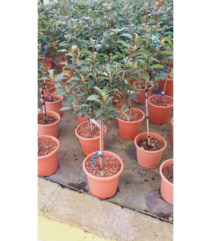 Photinia X Fraseri Carre Rouge/9 litres/Mini Standard