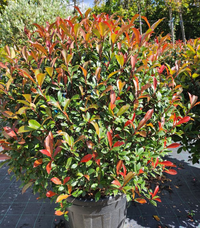 Photinia X Fraseri Carre Rouge,110 litres,ball shaped