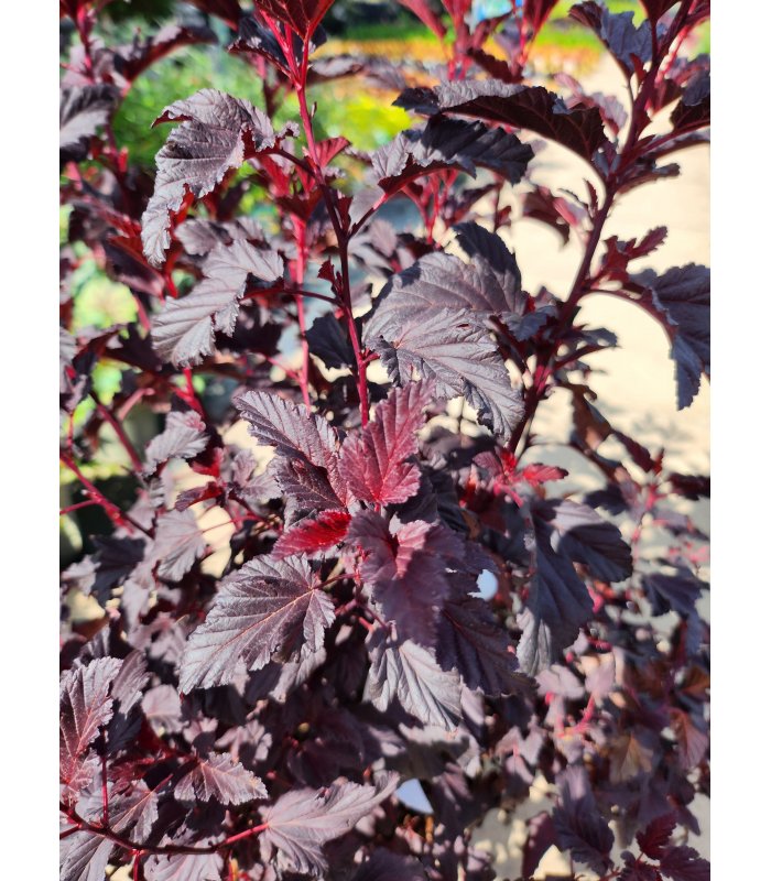 Physocarpus opulifolius 'All Black',7.5 litres