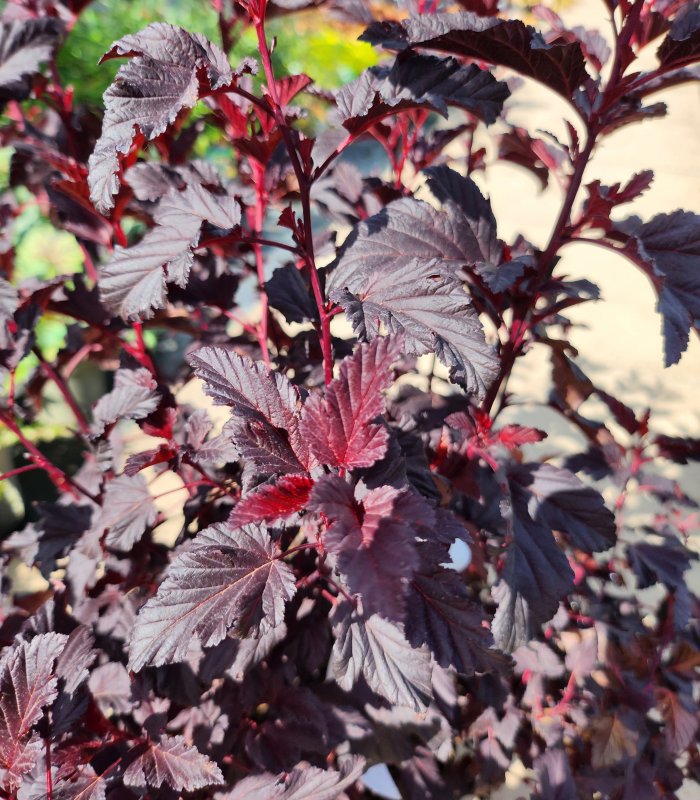 Physocarpus opulifolius 'All Black',7.5 litres