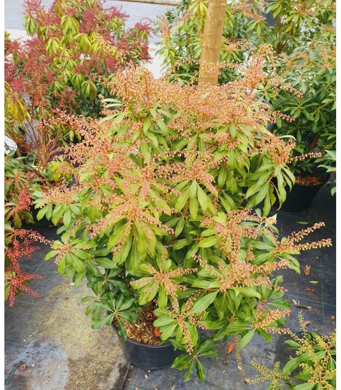 Pieris Japonica Mountain Fire (blank)/7.5 litres