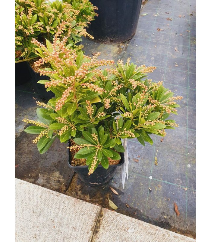 Pieris Japonica Temple bell’s 5 litres