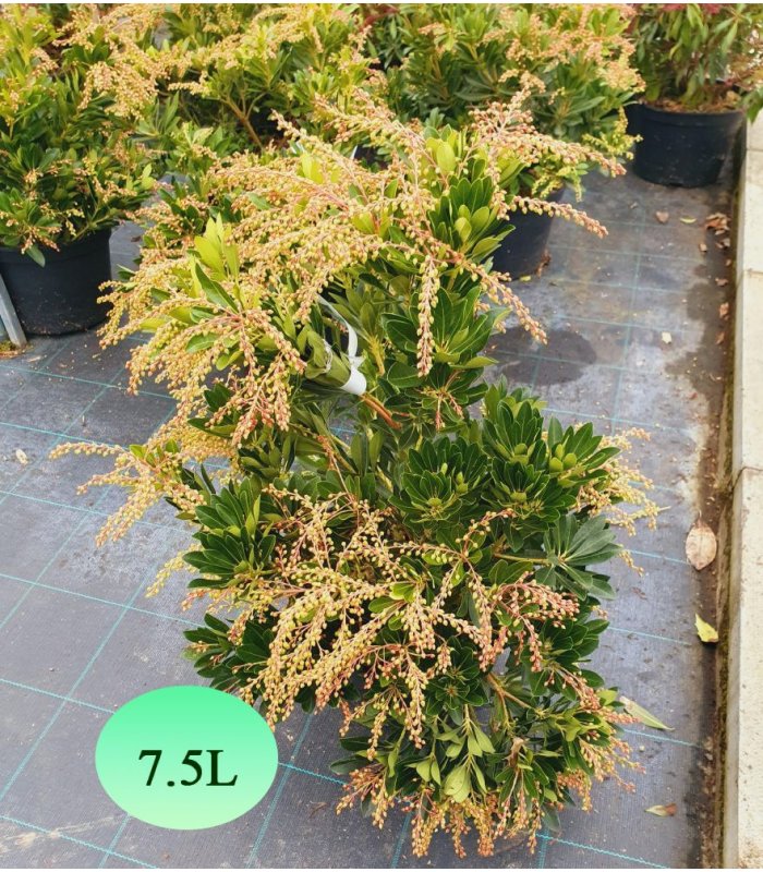 Pieris Japonica /7.5 litres/15 litres