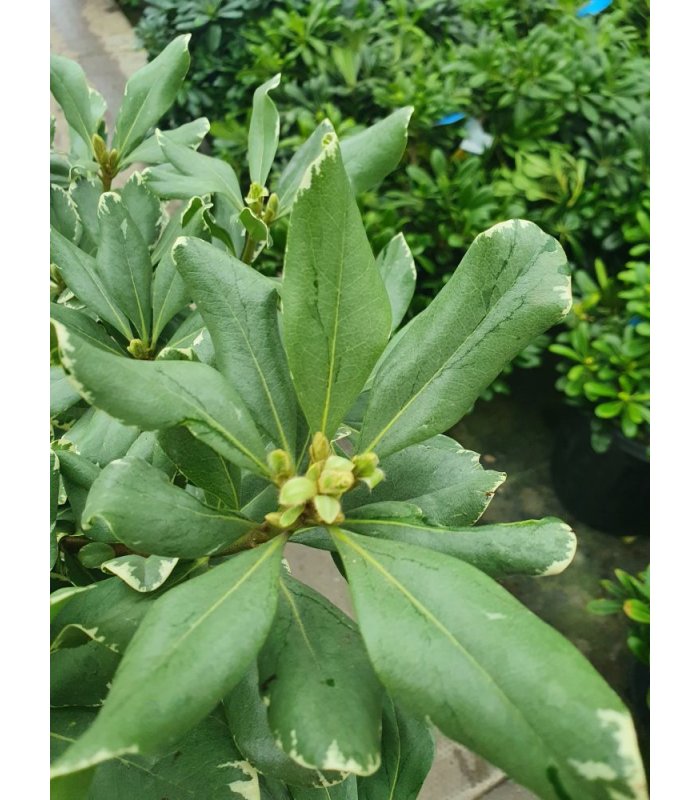 Pittosporum Tobira Variegatum/10 litres