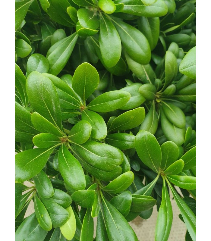 Pittosporum Tohira Nanum/10 litres