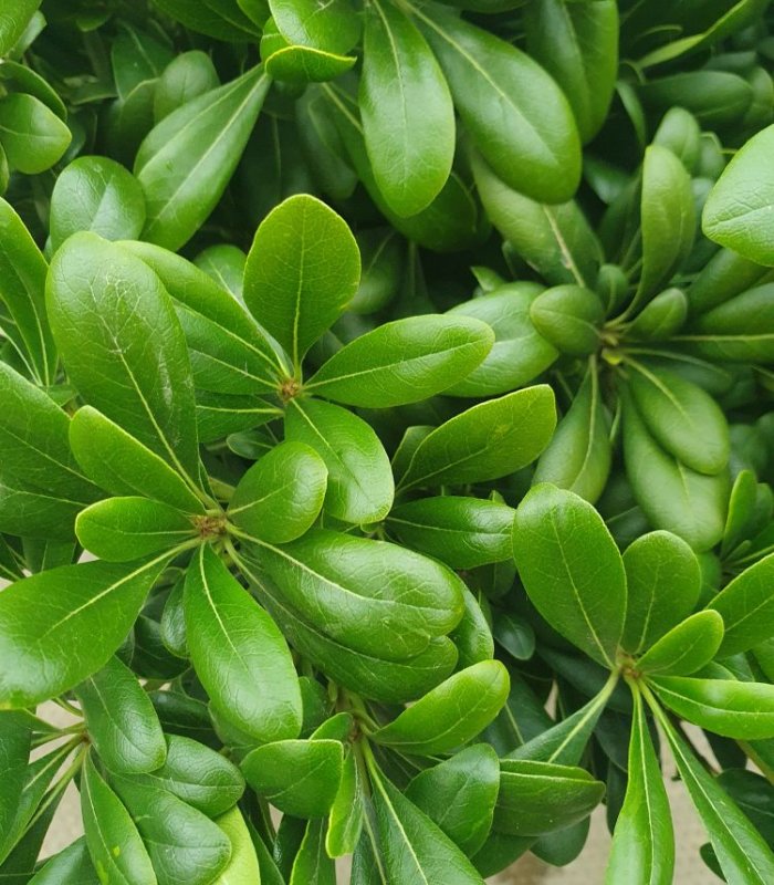 Pittosporum Tohira Nanum/10 litres