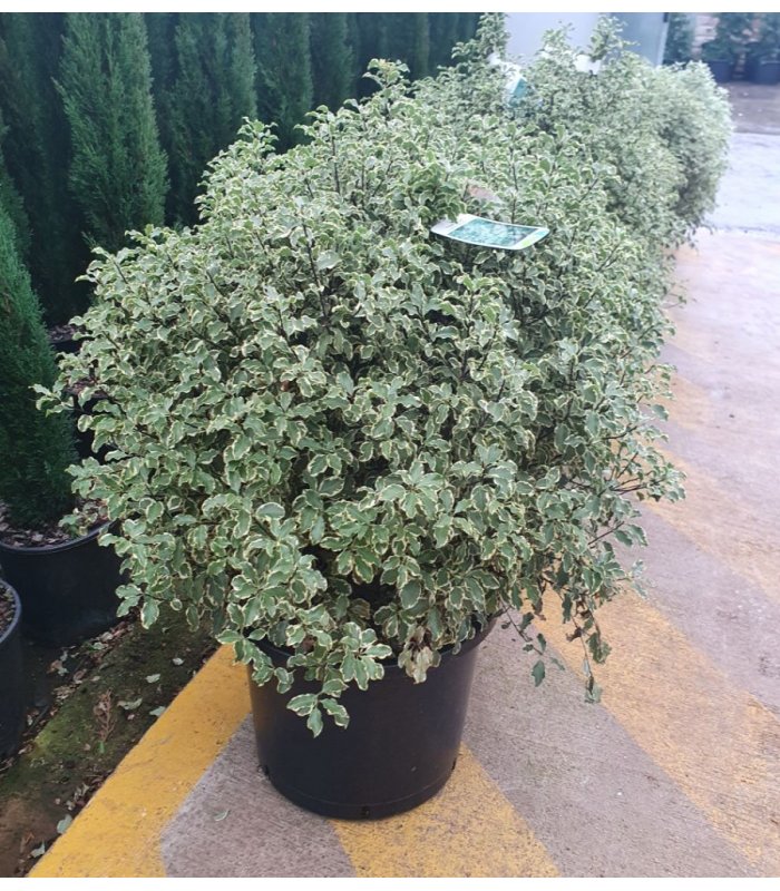 Pittosporum Tennifolium/25 litres