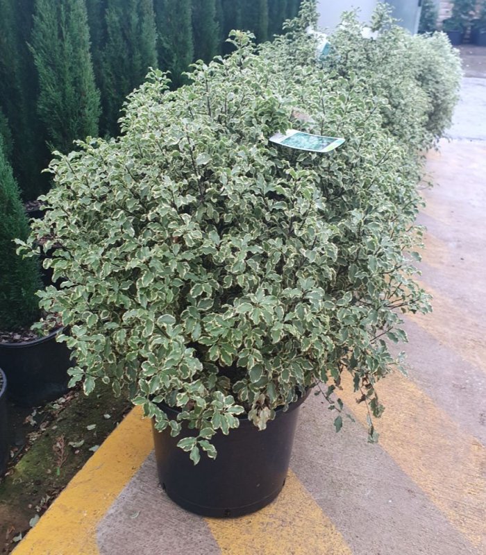 Pittosporum Tennifolium/25 litres