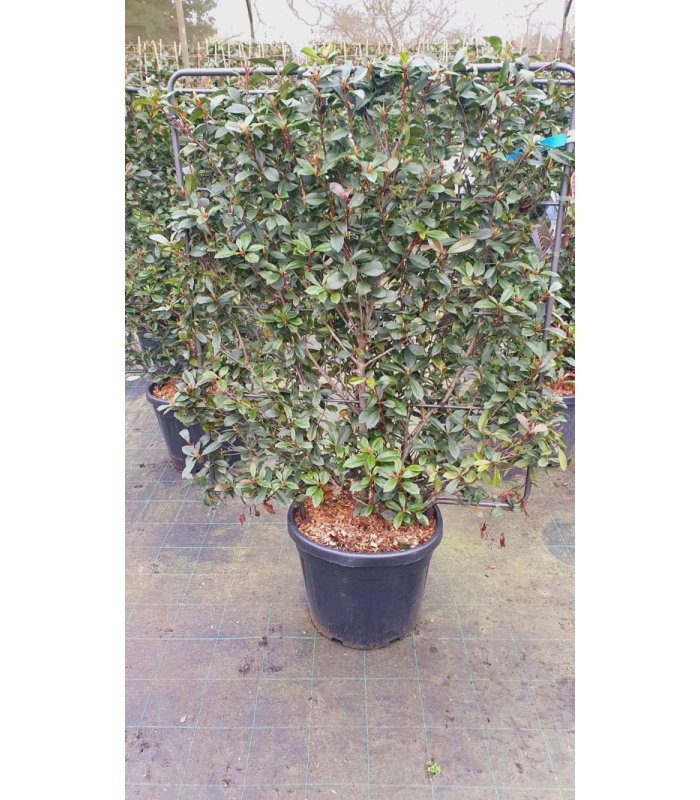 Photinia X Fraseri Carre Rouge/45 litres/Pleached 