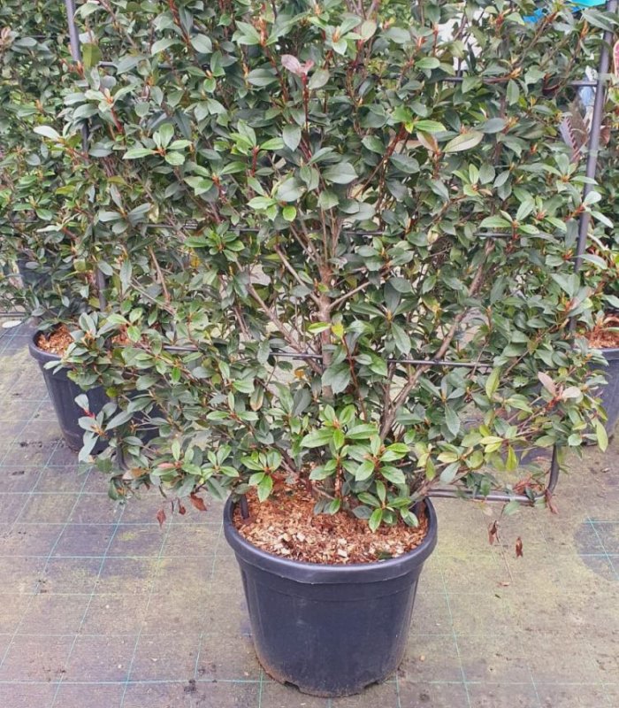 Photinia X Fraseri Carre Rouge/45 litres/Pleached 