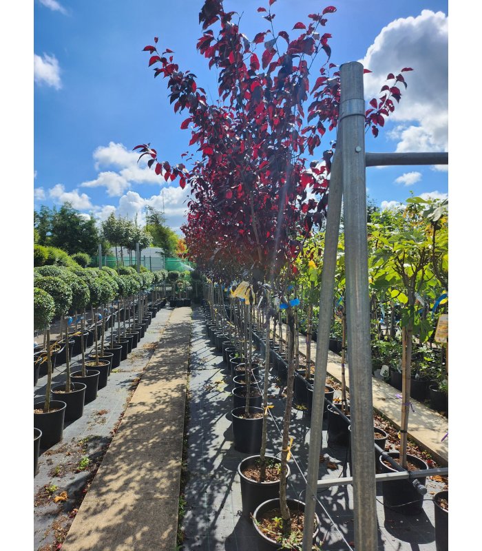 Prunus Cerasifera Pissardi,Half Standard,18 litres