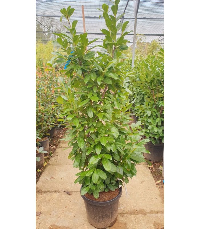Prunus Laurocerasus Novita/30 litres