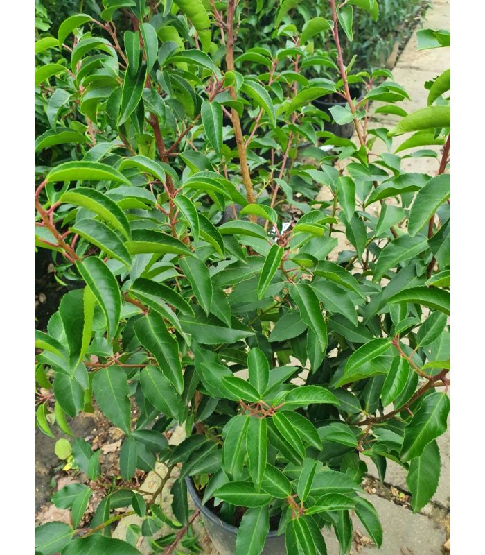 Prunus Lusitanica Augustifolia/10 litres/18 litres/25 litres