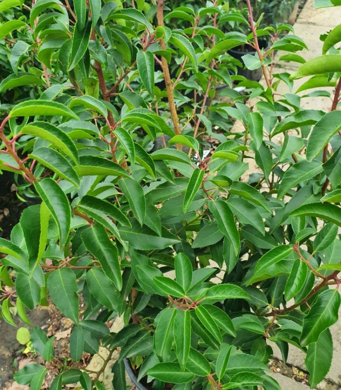 Prunus Lusitanica Augustifolia/10 litres/18 litres/25 litres