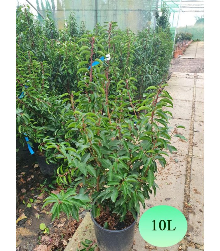 Prunus Lusitanica Augustifolia/10 litres/18 litres/25 litres