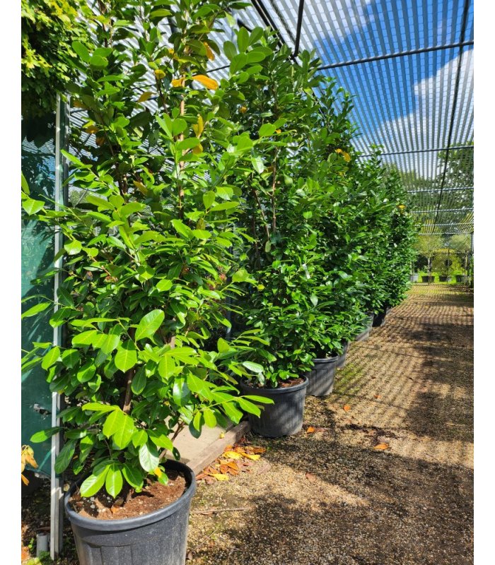 Prunus Laurocerasus Novita/90 litres