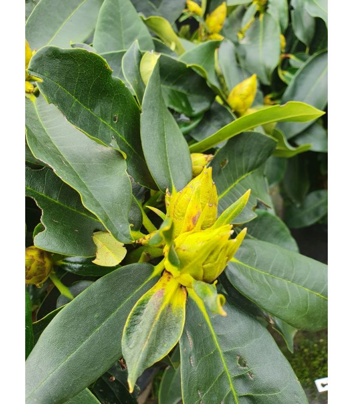Rhododendron x Markeeta’s prize/25 litres